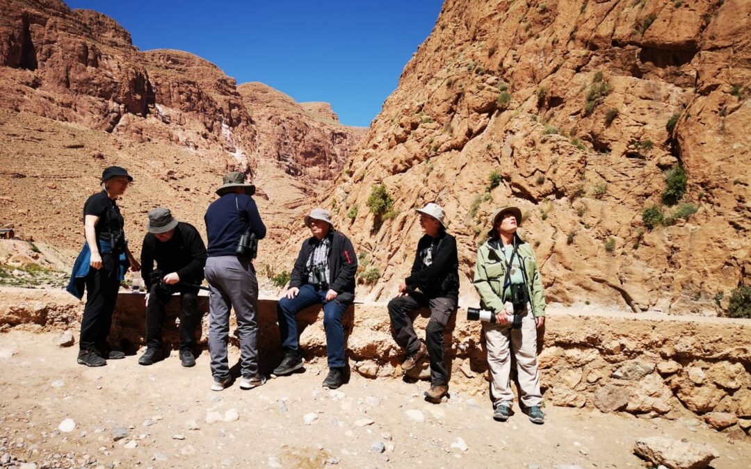 9 Days Morocco Birding Tour — Anti-Atlas, Sahara Edge & Souss Region (From Marrakech)