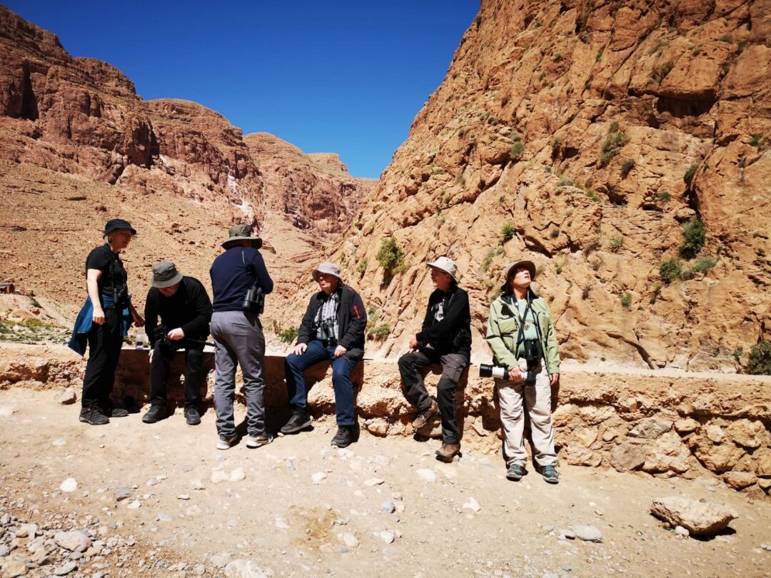 9 Days Morocco Birding Tour — Anti-Atlas, Sahara Edge & Souss Region (From Marrakech)