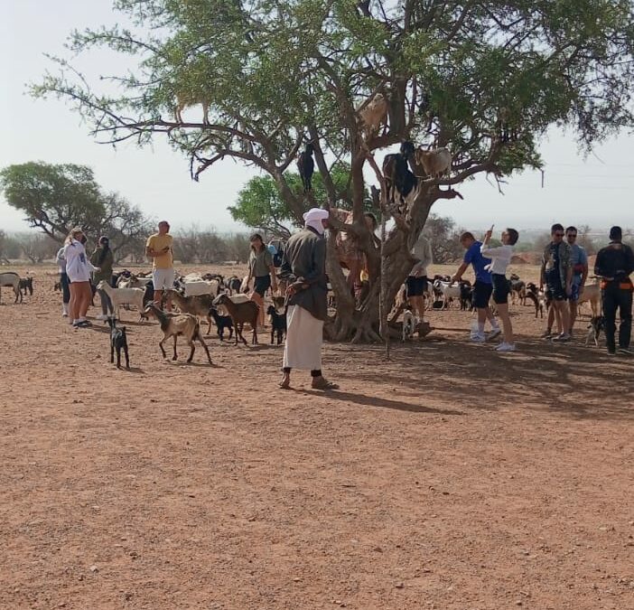 3-Day Marrakech to Merzouga Birding Safari
