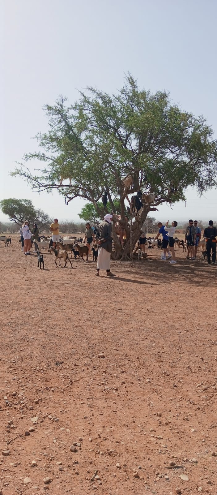 3-Day Marrakech to Merzouga Birding Safari