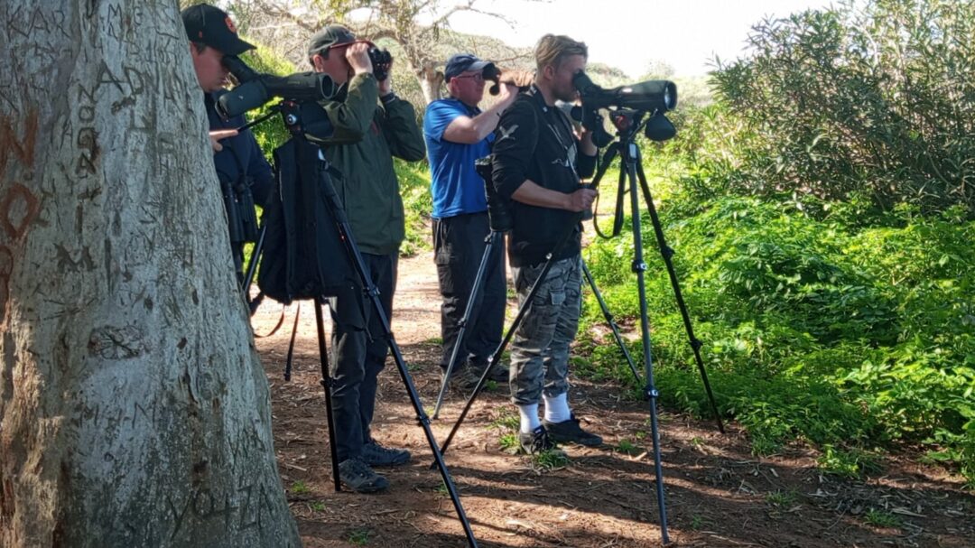14 Days Morocco Birding Tour — Atlas, Sahara Edge & Souss Region (From Marrakech)