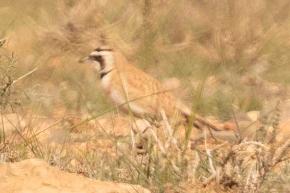 7 Days Morocco Atlas & Sahara Birding Tour from Marrakech
