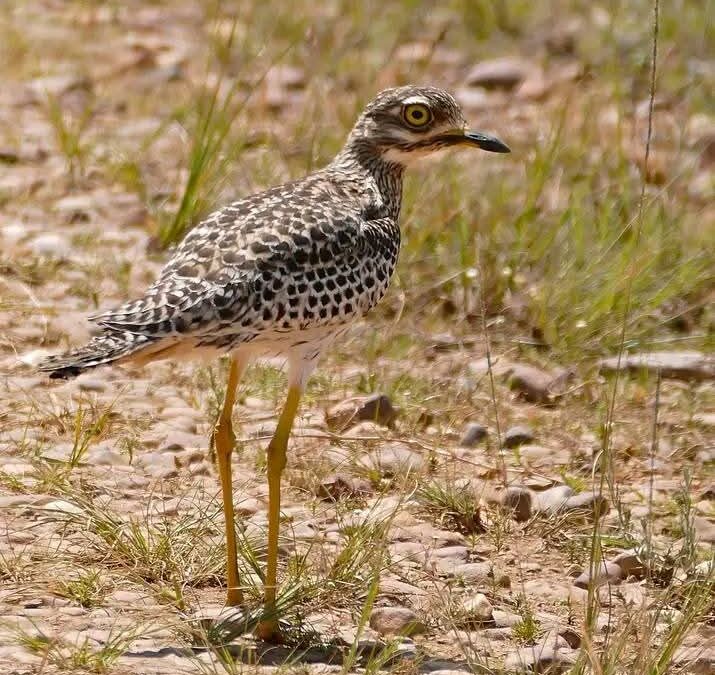 5 Days Birding Tour Morocco from Marrakech