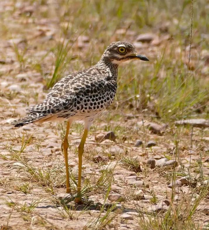 5 Days Birding Tour Morocco from Marrakech