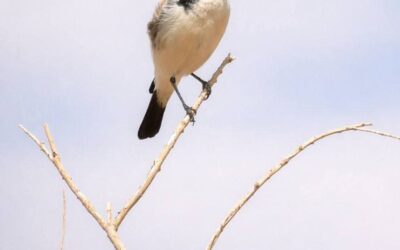 Birdwatching in Morocco for Beginners: What to Know Before You Go