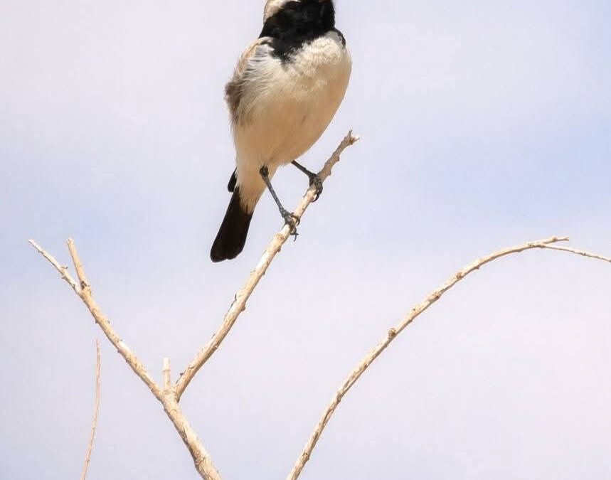 Birdwatching in Morocco for Beginners: What to Know Before You Go