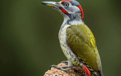 Best Time to Go Birdwatching in Morocco: A Season-by-Season Guide