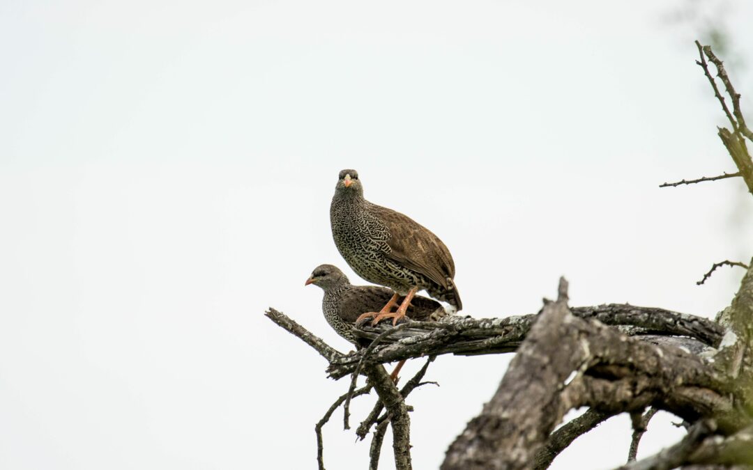 How Many Bird Species Can You See in Morocco? A Realistic Guide by Trip Length