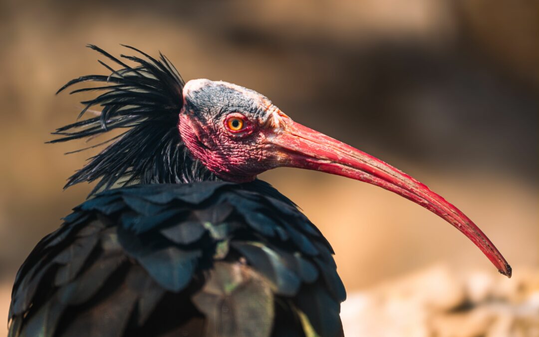 Saving the Northern Bald Ibis: Morocco’s Conservation Success Story