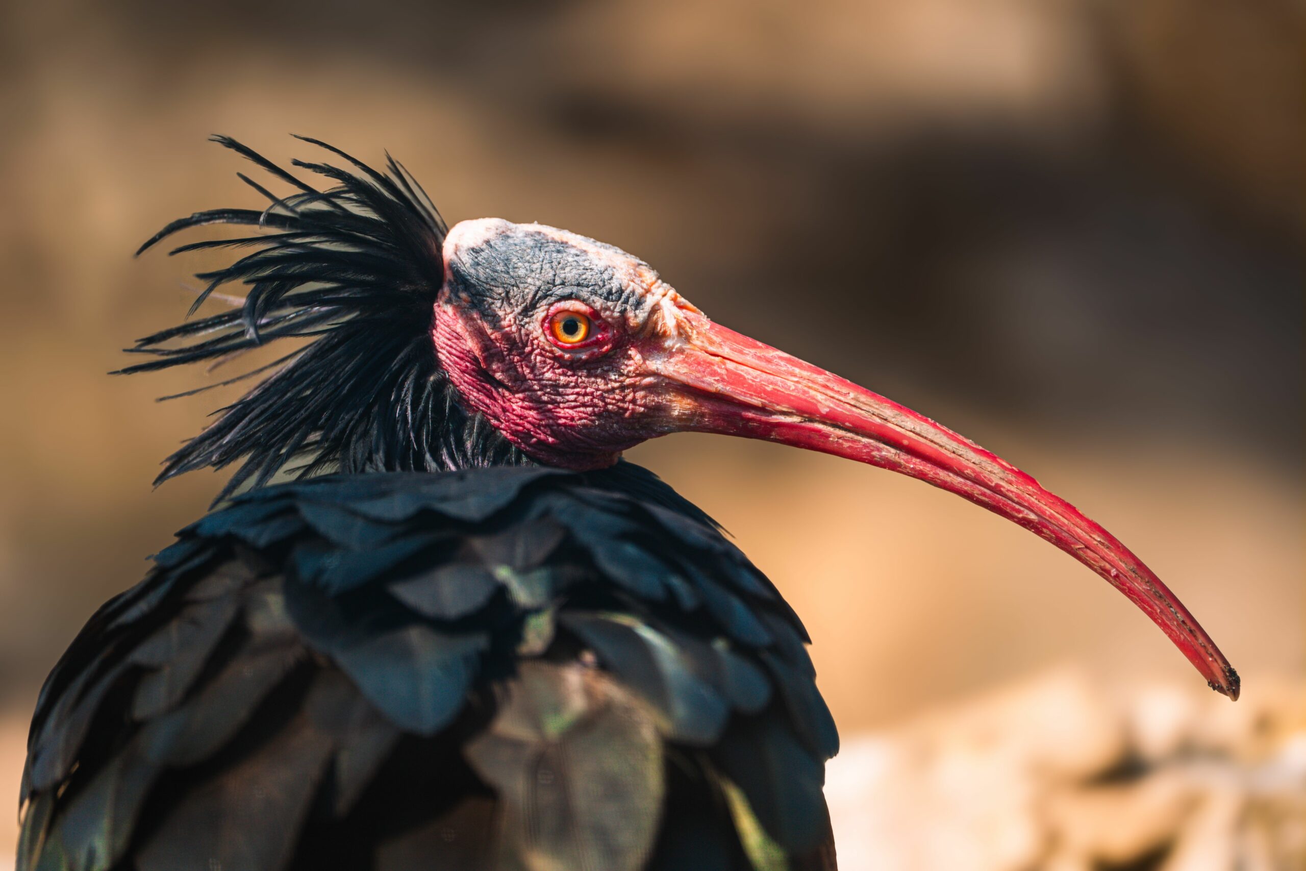 Northern Bald Ibis in Morocco